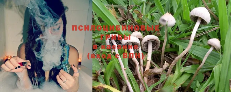 Псилоцибиновые грибы Magic Shrooms  Поворино 